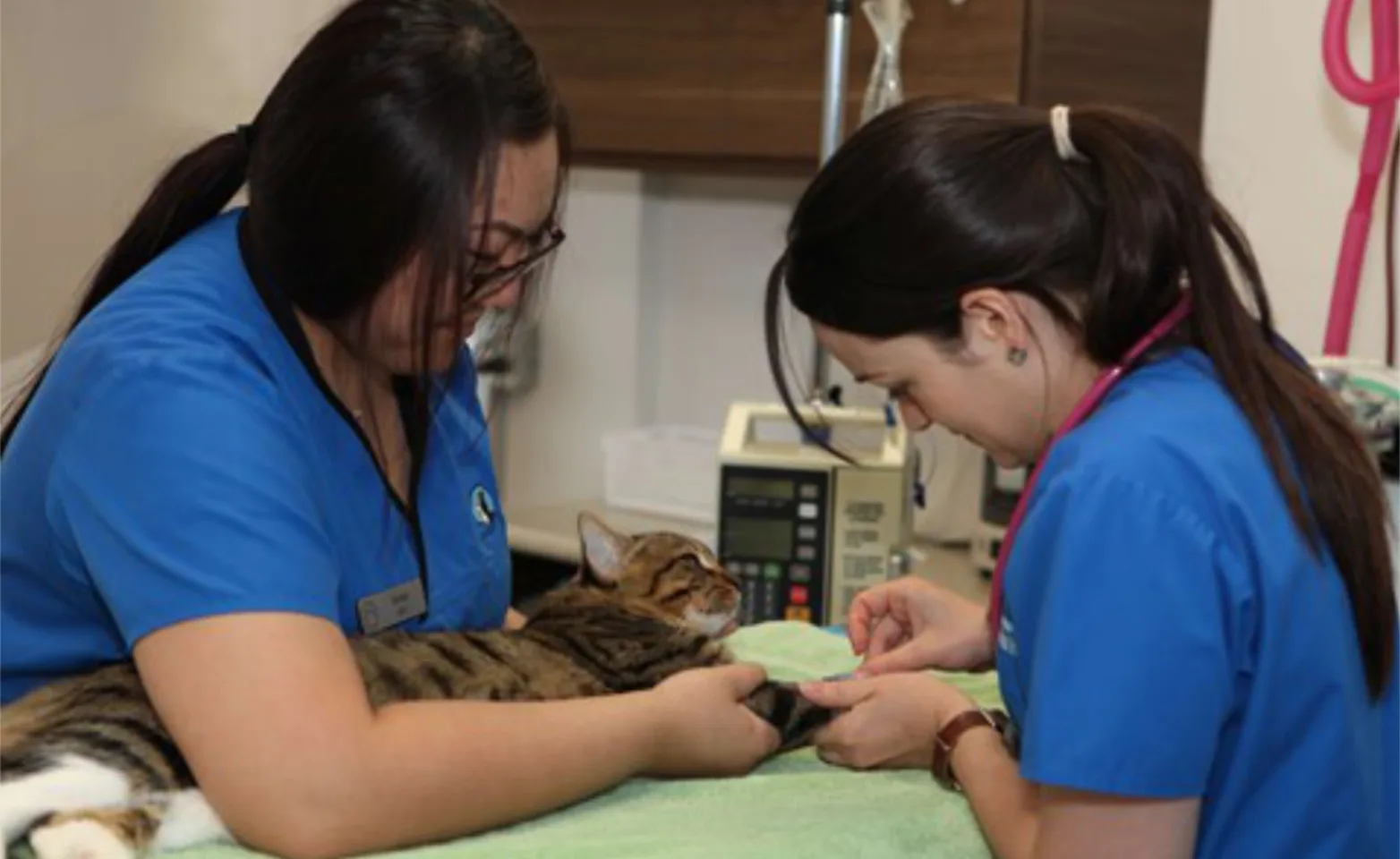 Two Staff Members Diagnosing a Brown Cat